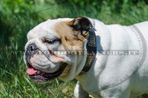 Collare in cuoio con piastre decorative per Bulldog inglese